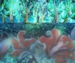 Lost Forest