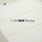 1/100 Rice Planting